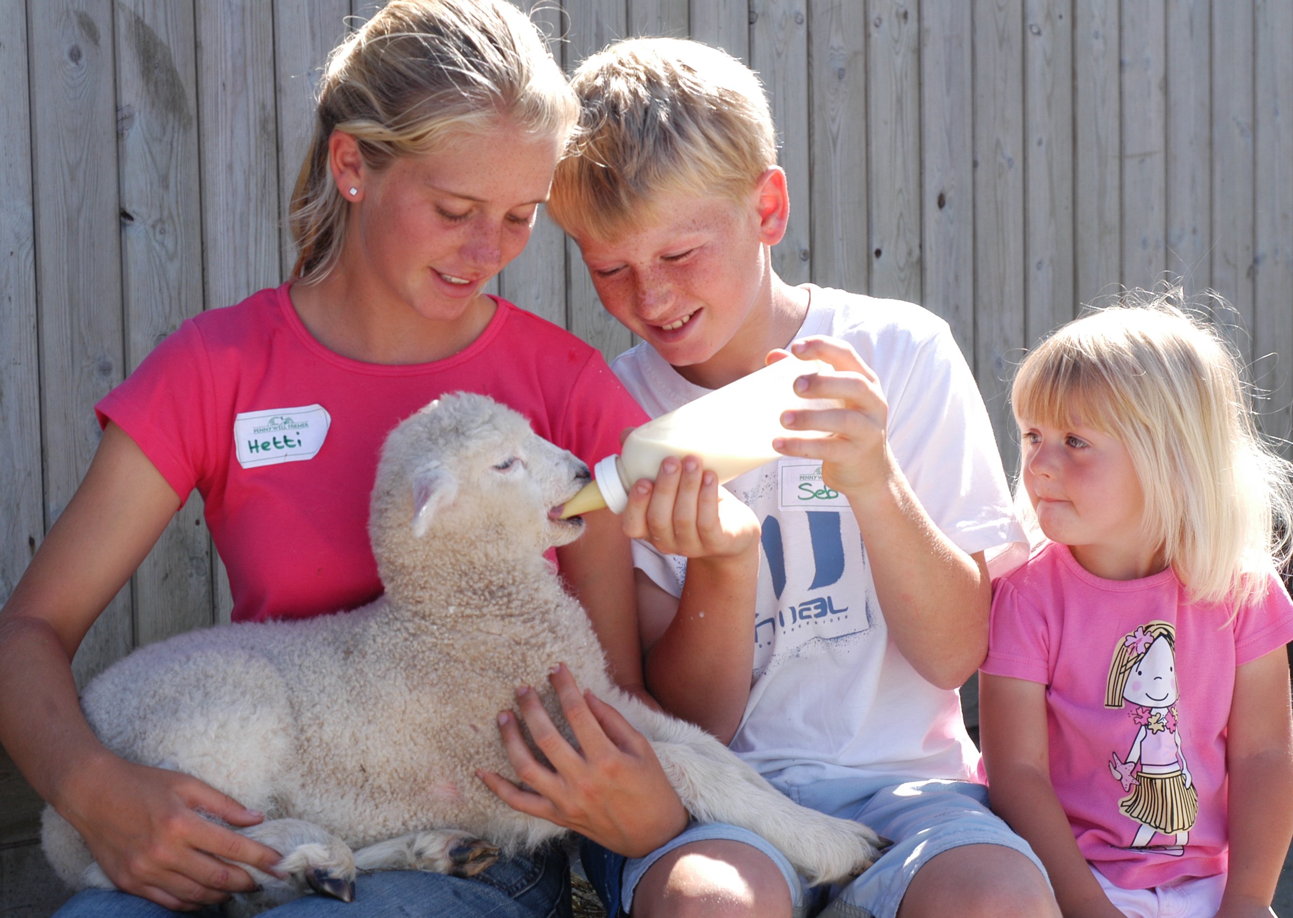 Lamb feeding